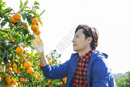在柑橘果园采摘柑橘的男人图片