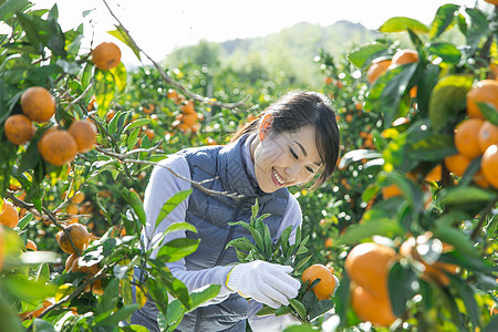 在柑橘种植园采摘柑橘的情侣图片