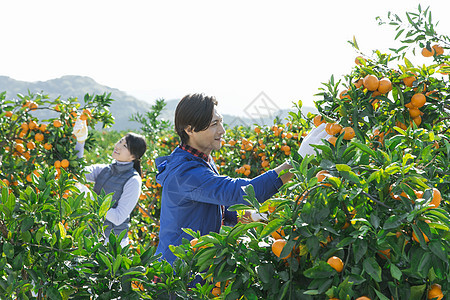 在柑橘种植园采摘柑橘的情侣图片