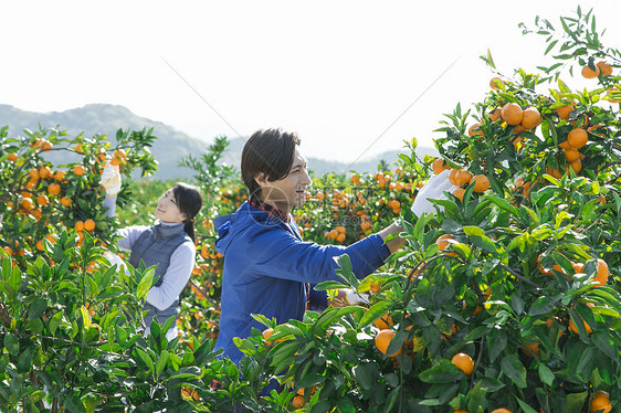 在柑橘种植园采摘柑橘的情侣图片