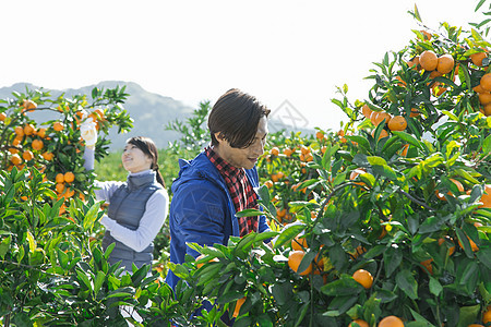 在柑橘种植园采摘柑橘的情侣图片