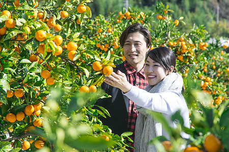 在柑橘种植园观光旅游的情侣图片