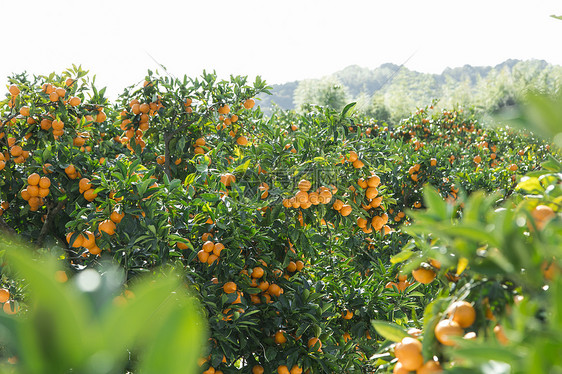 硕果累累的橘子种植园图片