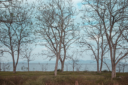 海边枯树风景图片