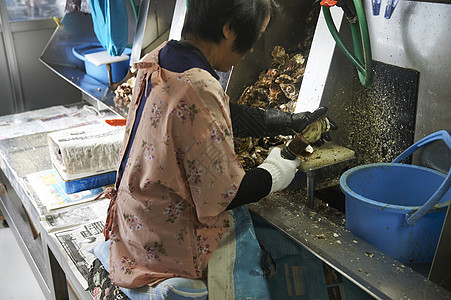 在加工牡蛎的工人图片