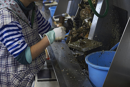 在加工牡蛎的工人图片
