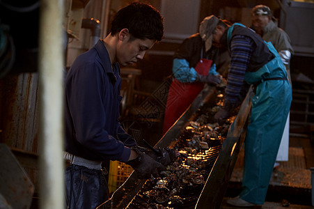 工人正在加工处理打捞上来的牡蛎图片