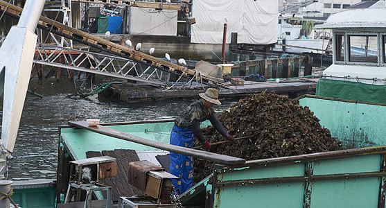 工人正在加工处理打捞上来的牡蛎图片