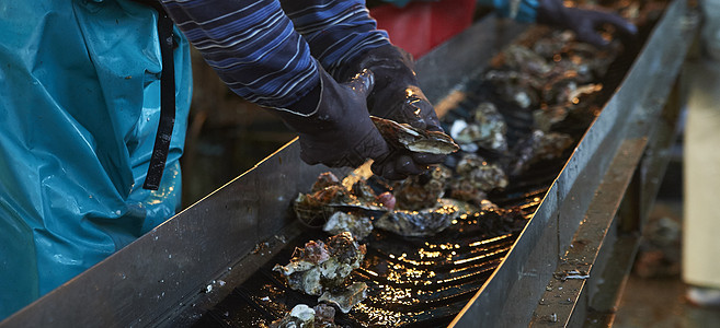 牡蛎养殖加工厂工作的工人图片