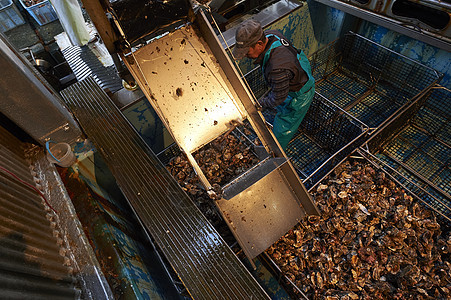 牡蛎养殖加工厂图片