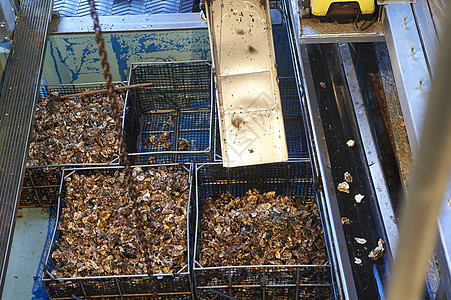 集装箱里的牡蛎图片