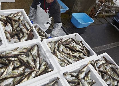 超级收获卸货工业日本渔业形象图片