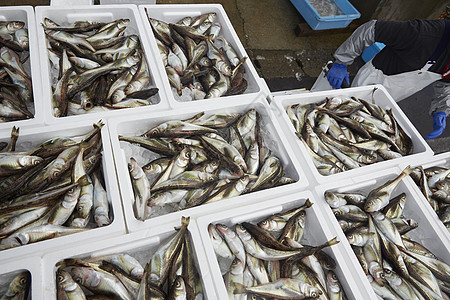 集装箱里的鱼图片素材