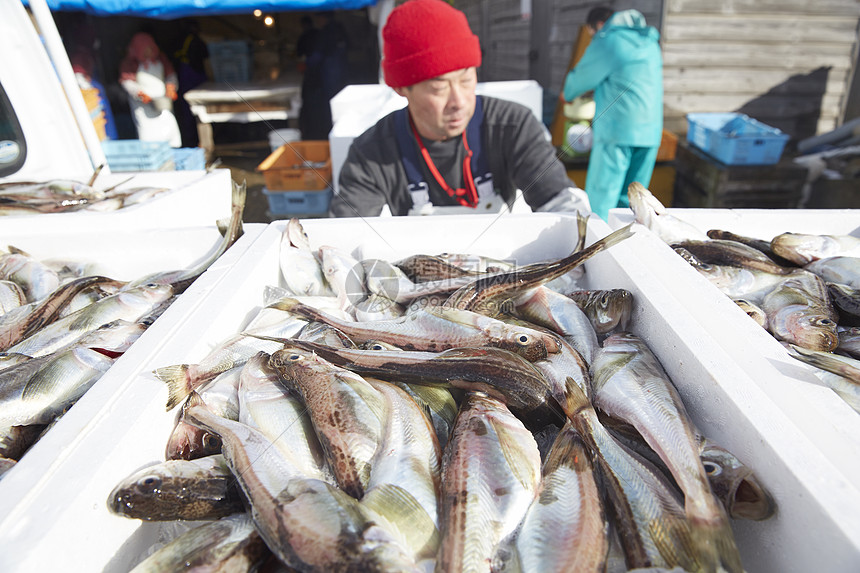 日本叉牙鱼超级收获箱子日本渔业形象