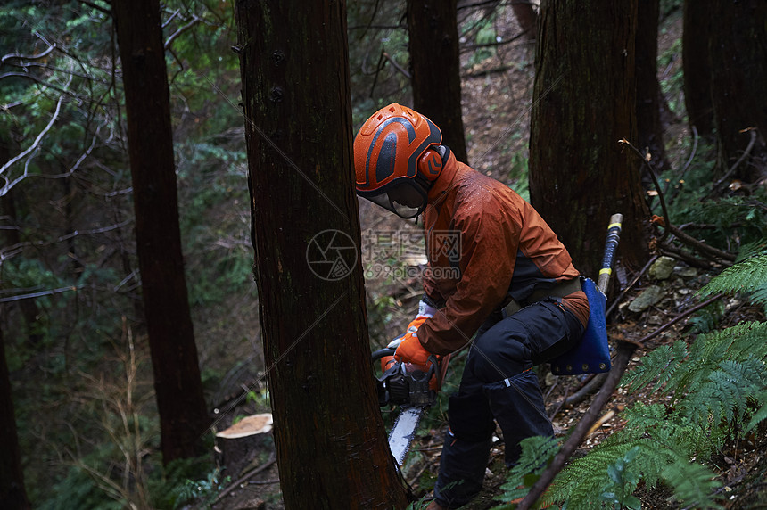 伐木工人砍树高清图片下载-正版图片502073704-摄图网