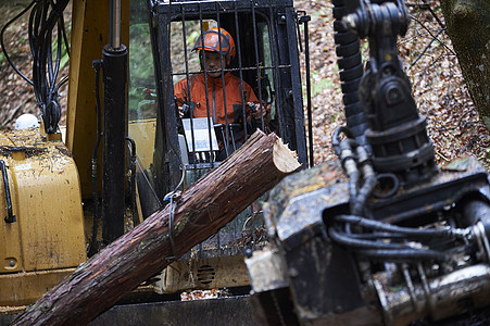 操作机器砍伐树木的工人图片素材