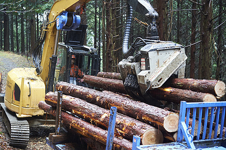 驾驶操作挖掘机搬运木材的工人图片