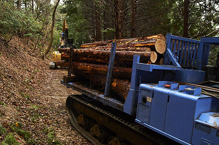 装满货车的木材行驶在森林里图片