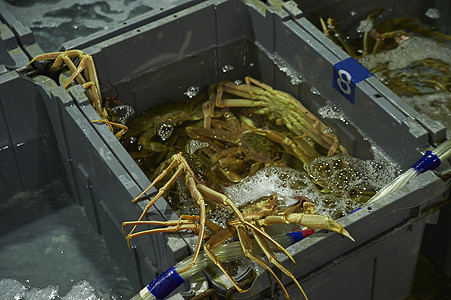 水箱里向外爬的大螃蟹图片