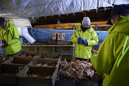 测量螃蟹大小的渔民图片