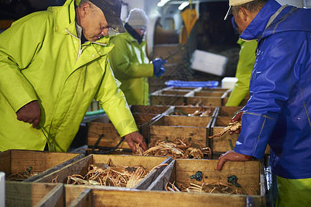渔民们检查打捞上来的螃蟹背景图片
