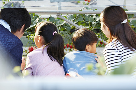 草莓园里开心采摘的一家人背影图片