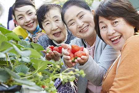 草莓园里开心采摘的旅客图片