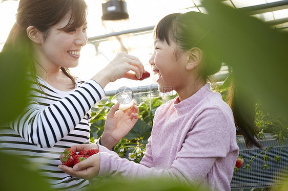 喂女孩吃草莓的母亲图片
