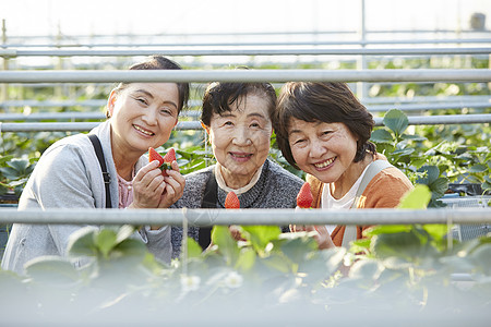 草莓园里采摘的游客图片