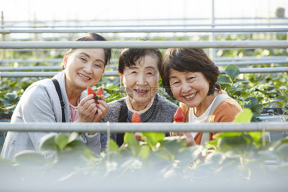 草莓园里采摘的游客图片