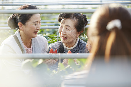 草莓园里采摘草莓的游客图片