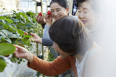 草莓园里开心采摘的旅客图片