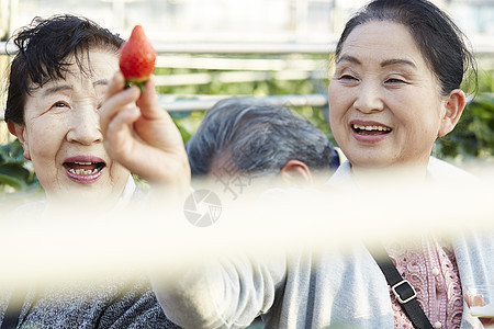 草莓园里开心采摘的旅客图片