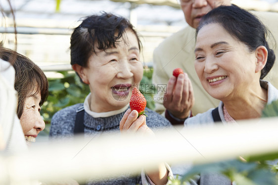 草莓园里开心采摘的旅客图片