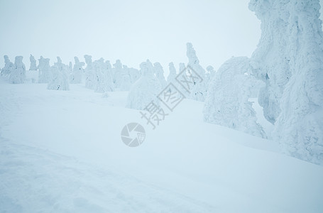 冬季被雪覆盖的树木和地面图片