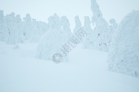 冬季被雪覆盖的树木和地面图片