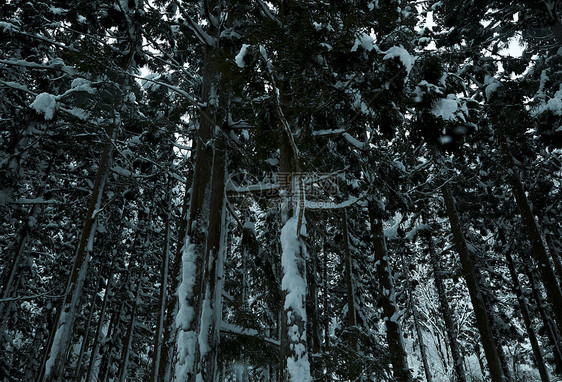 冬季被雪覆盖的树木图片