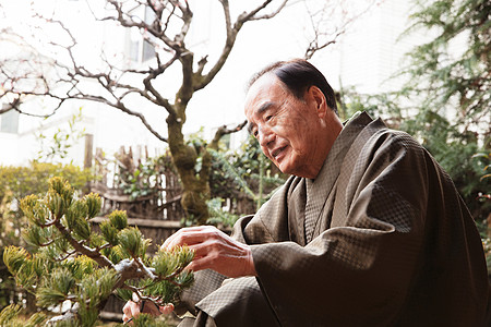 日式服装老年的外祖父照顾丰富的盆景图片