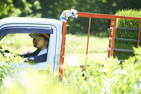 森林阳光女农场工作卡车运输图片