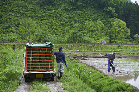 拉水稻的卡车图片