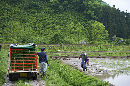 田间水稻种植的农民图片