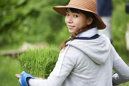 搬运种植水稻幼苗的女性图片