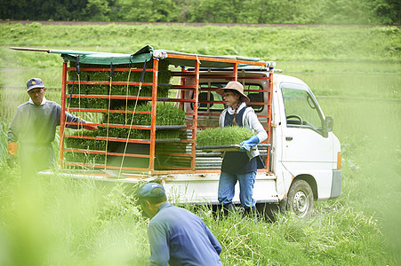 准备种植水稻的农民图片