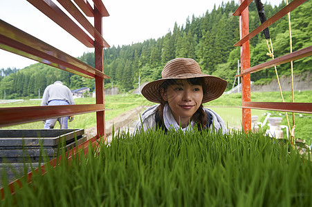 运输水稻幼苗的农民图片