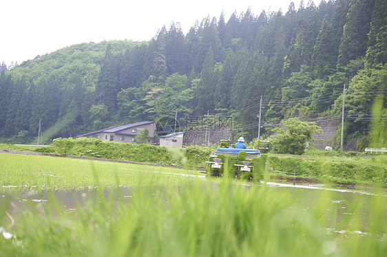 农田里运输稻田幼苗的卡车图片