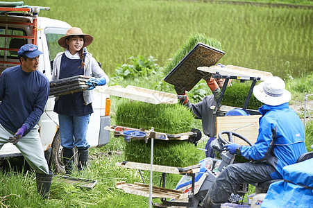 工人正在把水稻苗往插秧机上运图片