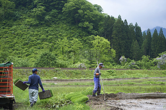 工人正在把水稻苗往插秧机上运图片