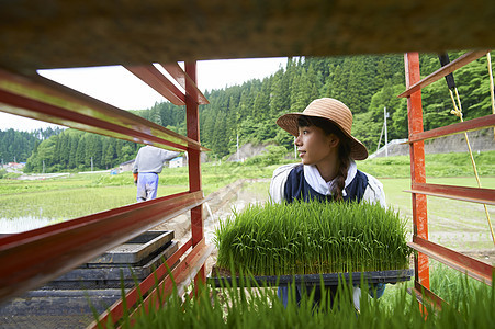 农田里种植水稻的女性图片
