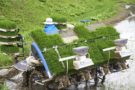 农民使用机器种植水稻图片