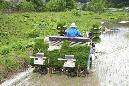 农民使用机器种植水稻图片